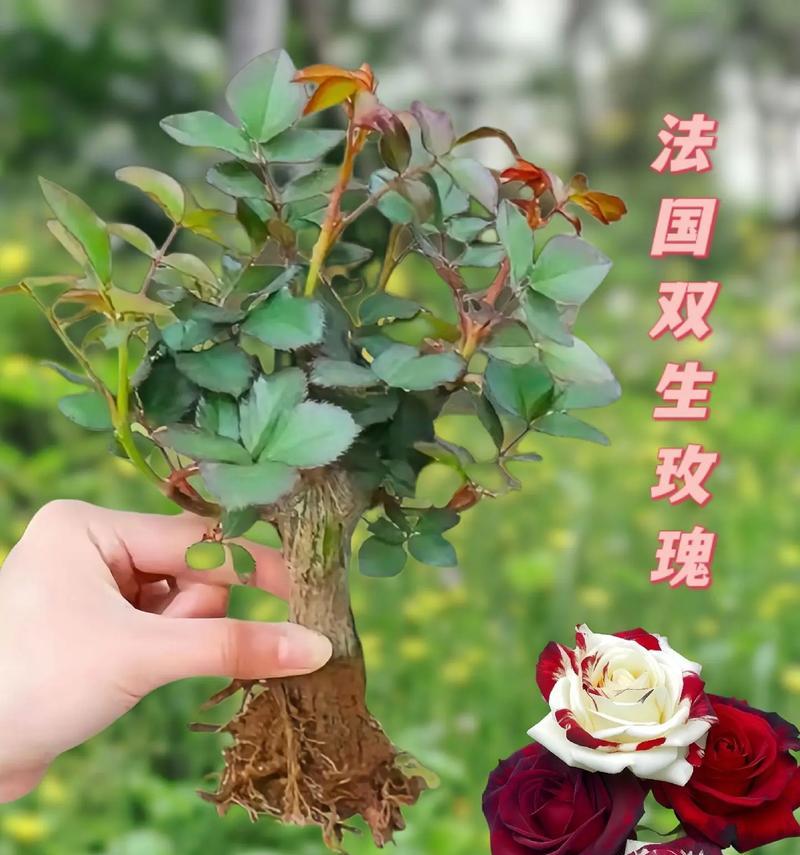 超级臭美的玫瑰花语是什么？这种花语如何体现自恋或自信？