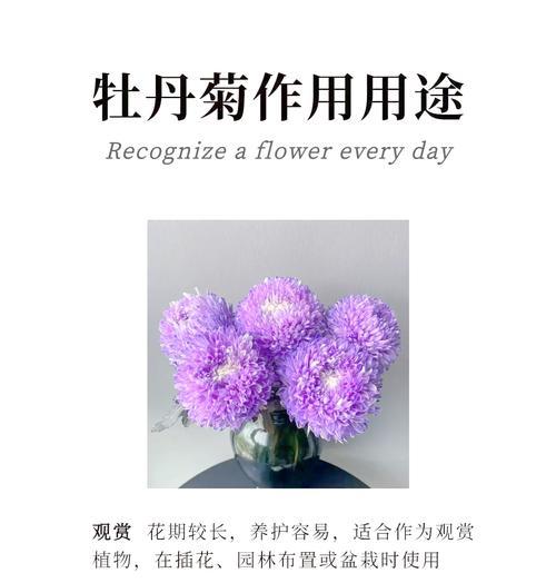 染色牡丹菊的花语有何寓意？
