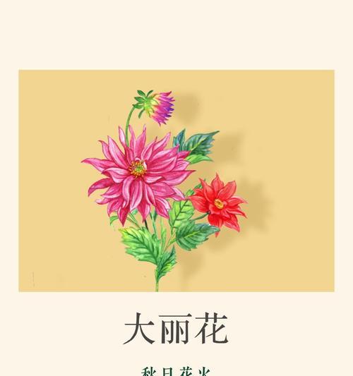 染色牡丹菊的花语有何寓意？