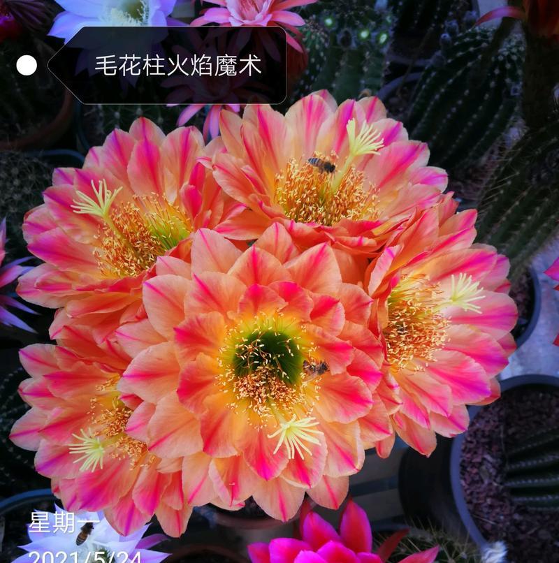 哪种仙人球品种开红色花？红色花仙人球的名称是什么？