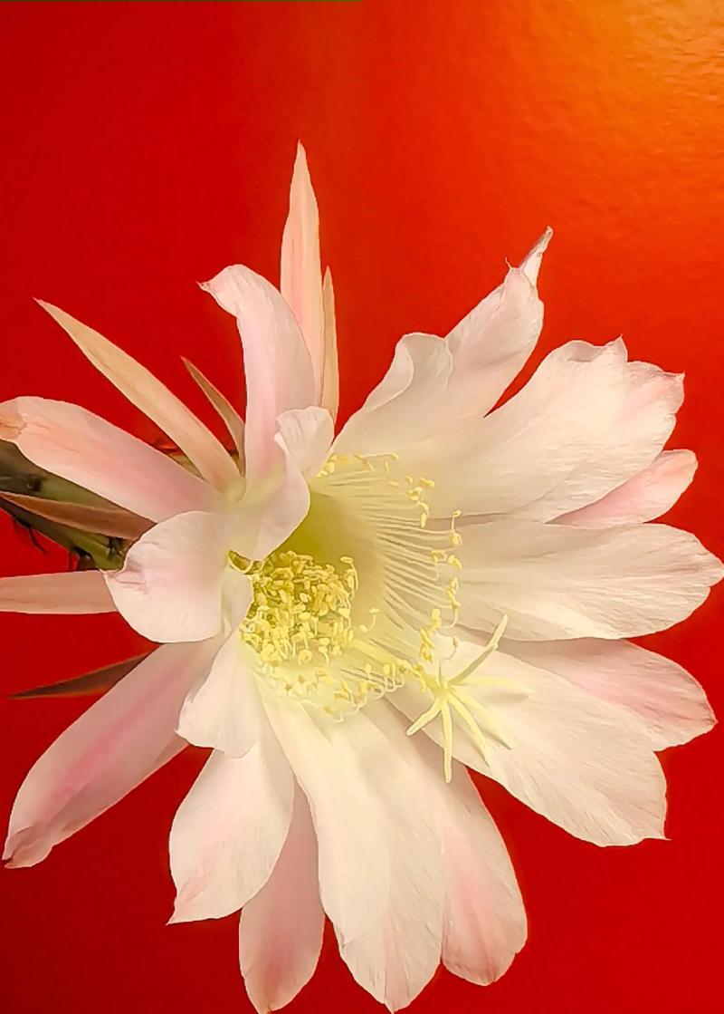 哪种仙人球品种开红色花？红色花仙人球的名称是什么？