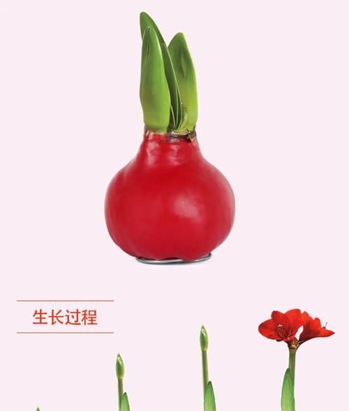 蔬菜作为礼物的花语是什么？