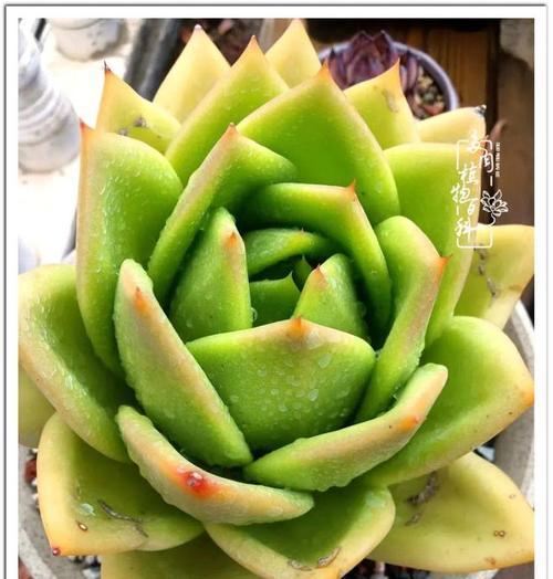 逗逗巴黎的花语有何特别之处？