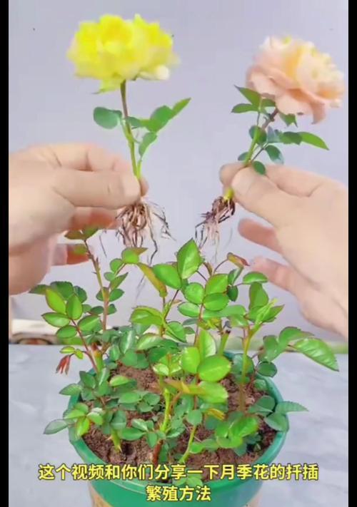 玫瑰花扦插的最佳时机是什么时候？具体步骤如何？