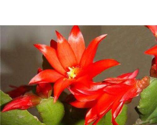 蟹爪兰花嫁接仙人掌怎么养？需要注意哪些事项？