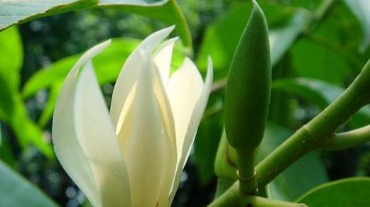 白兰花语是什么意思？白兰象征着什么？
