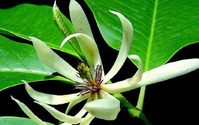 白兰花语是什么意思？白兰象征着什么？