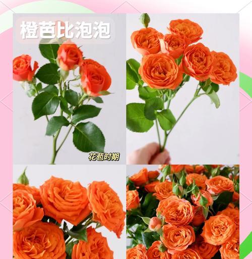 室外种植的玫瑰花如何养护？玫瑰花的正确养护方法是什么？