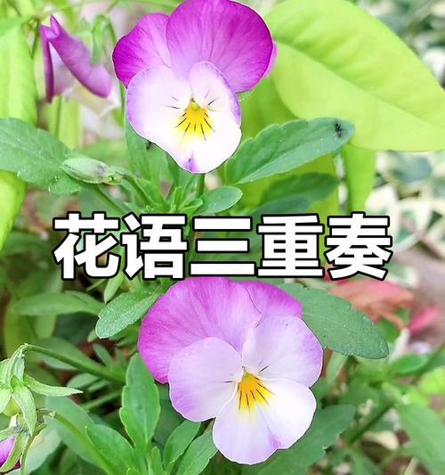 哪种花代表想念？想念的花语有哪些？