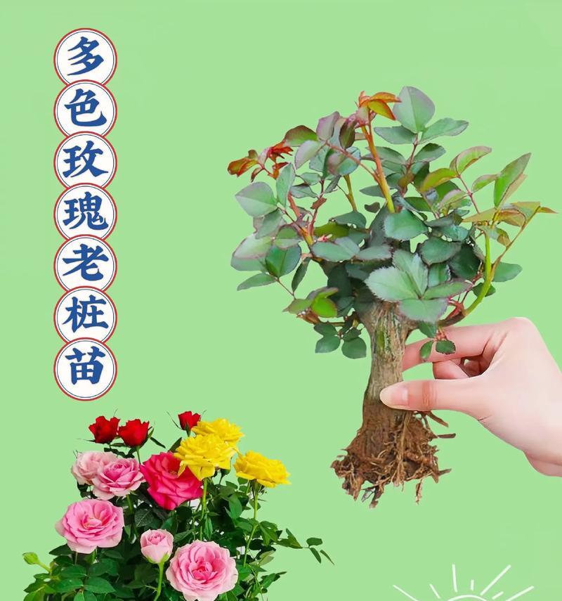 室外种植的玫瑰花如何养护？玫瑰花的正确养护方法是什么？