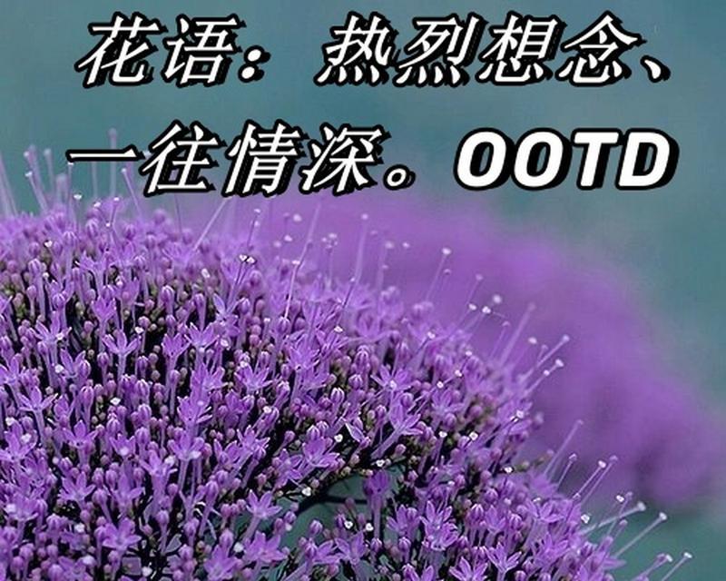 哪种花代表想念？想念的花语有哪些？