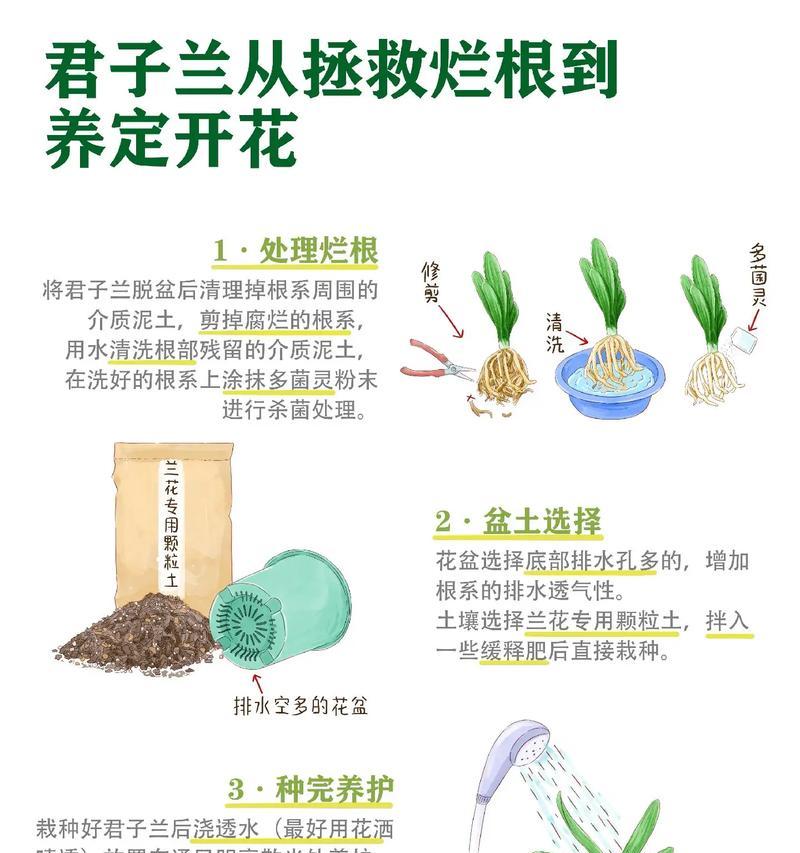 切割玫瑰花后如何促进快速生根？