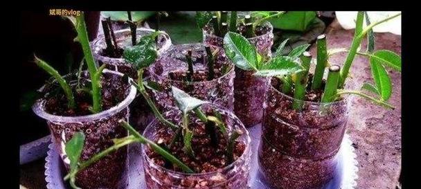 切割玫瑰花后如何促进快速生根？