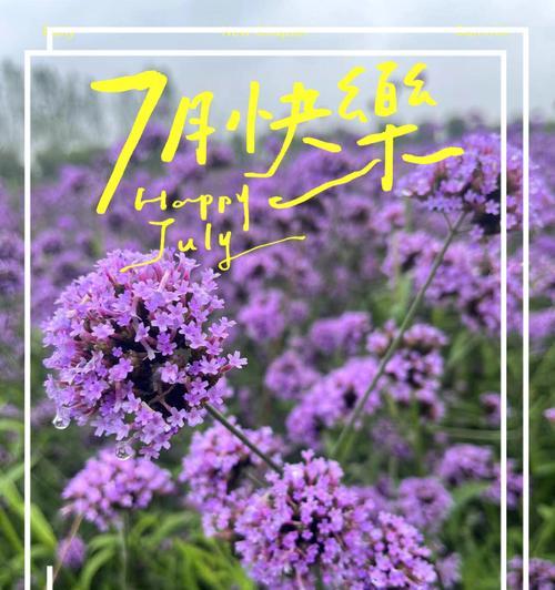薰衣草花语188代表什么？