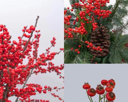 玫瑰果的花语和寓意是什么？