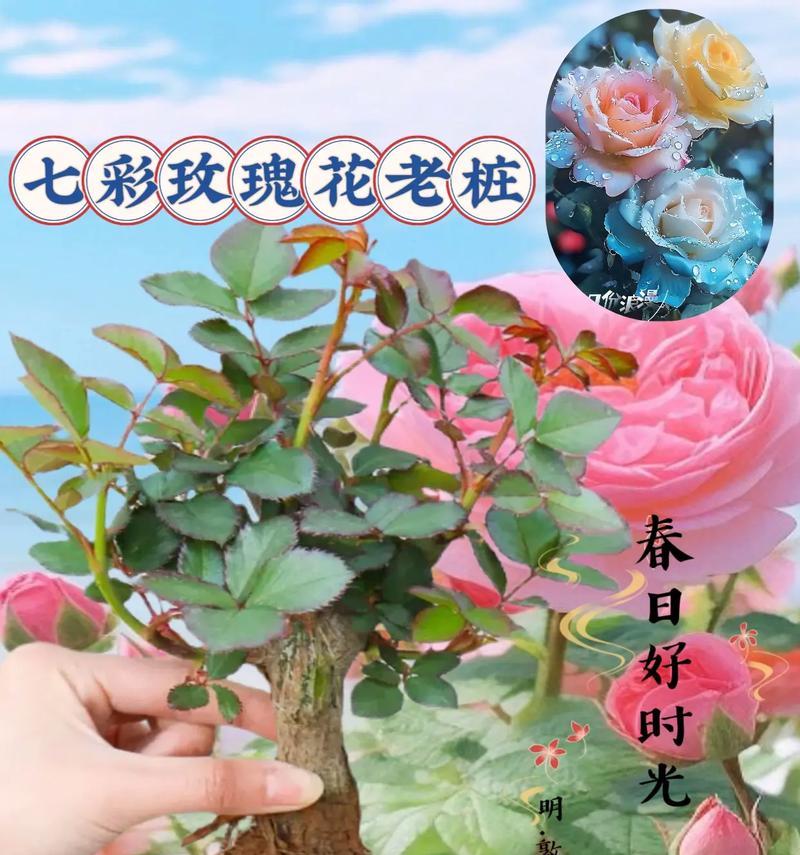 嫁接玫瑰花使用的树木是什么？这种树有何特点？