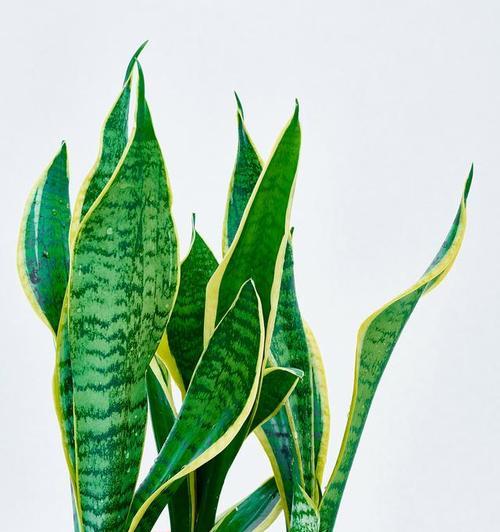 虎皮兰的花语有何含义？它在花语中象征着什么？