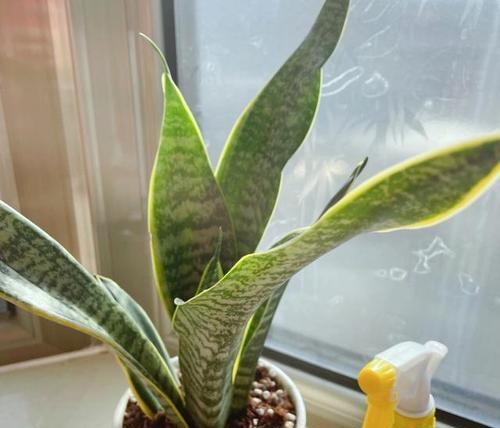 虎皮兰的花语有何含义？它在花语中象征着什么？
