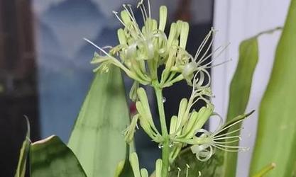 虎皮兰的花语有何含义？它在花语中象征着什么？