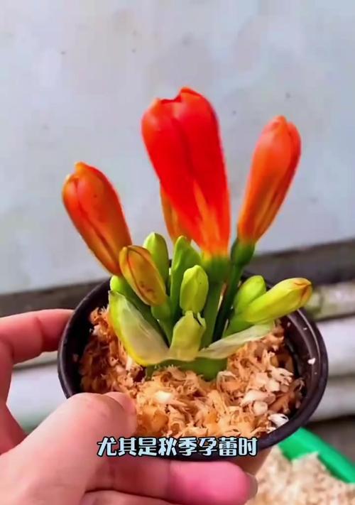 君子兰根系发达但不开花的原因是什么？