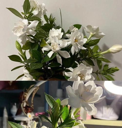 离别的爱是什么花语？哪种花能表达离别时的爱？