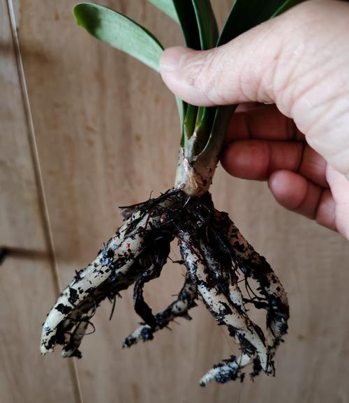 君子兰根系发达但不开花的原因是什么？