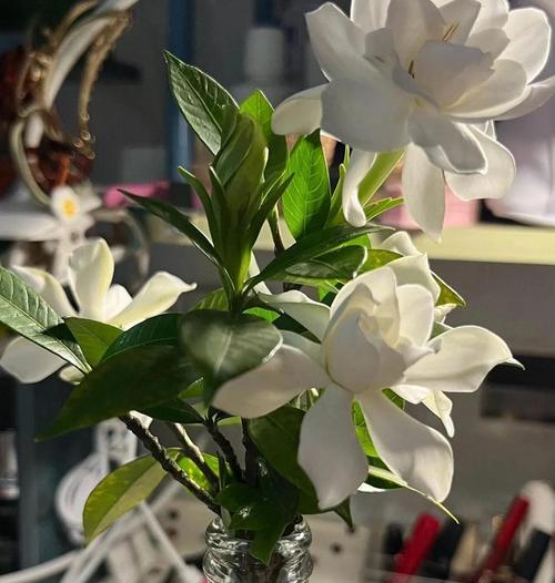 离别的爱是什么花语？哪种花能表达离别时的爱？
