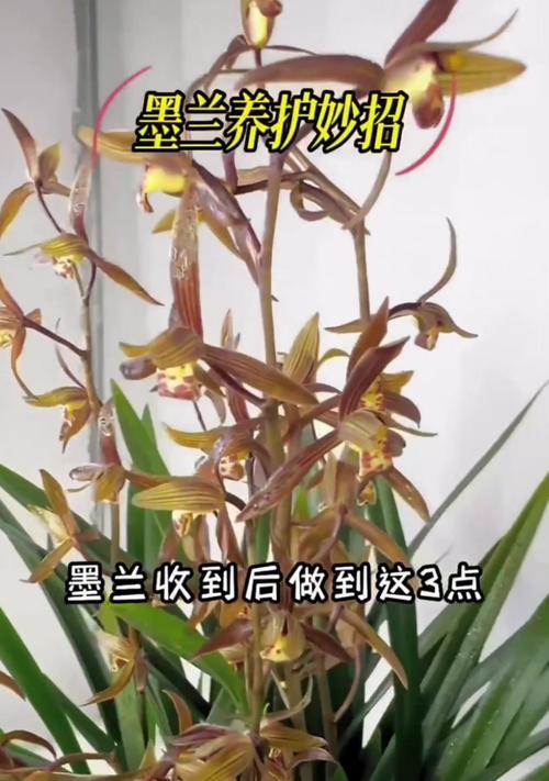 墨兰的花语含义有哪些？