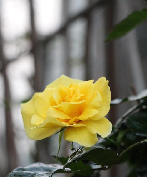 室内玫瑰花冬季修剪的方法是什么？