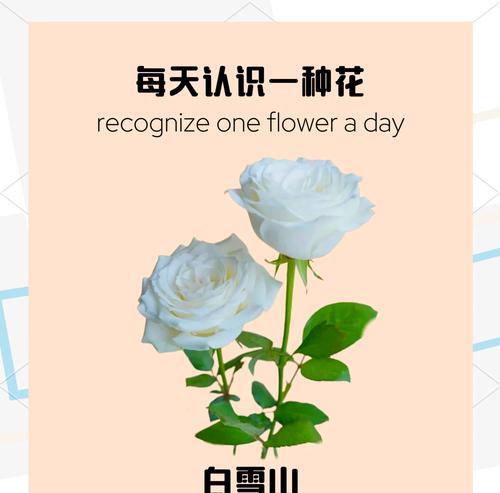 室内玫瑰花冬季修剪的方法是什么？