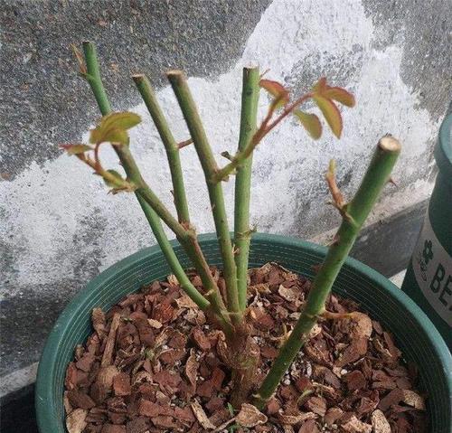 室内玫瑰花冬季修剪的方法是什么？