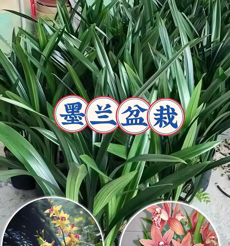墨兰的花语含义有哪些？