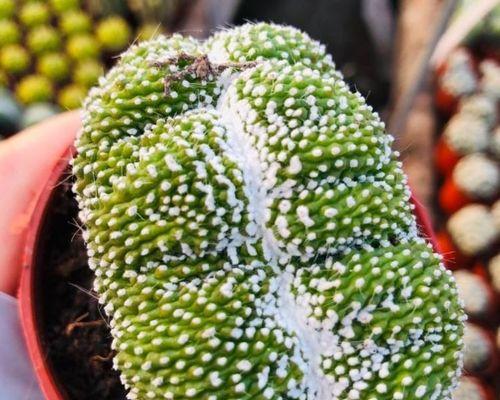 面包仙人球的养护技巧有哪些？怎样才能保持其美观？