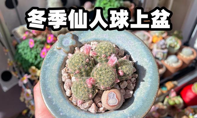 面包仙人球的养护技巧有哪些？怎样才能保持其美观？