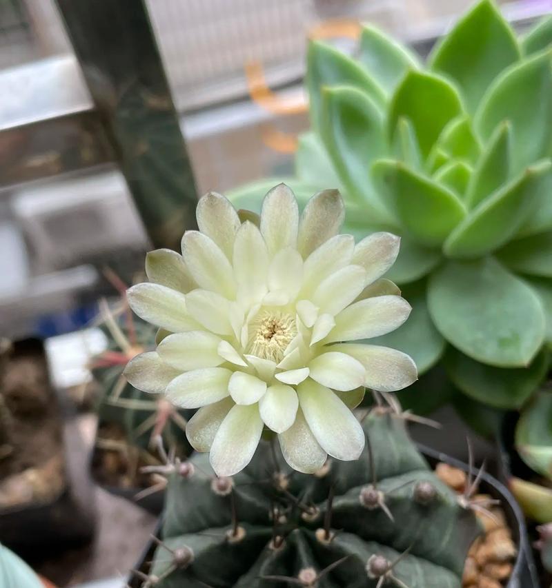 白仙人球怎样种植才能开花？