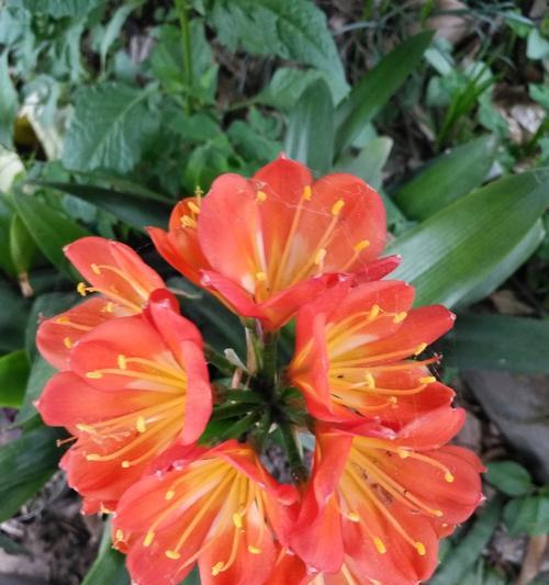 君子兰开花需要哪些条件？如何促进君子兰开花？