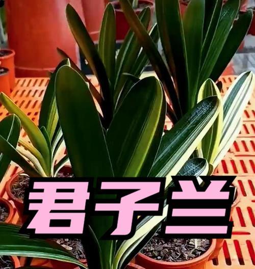 君子兰开花需要哪些条件？如何促进君子兰开花？