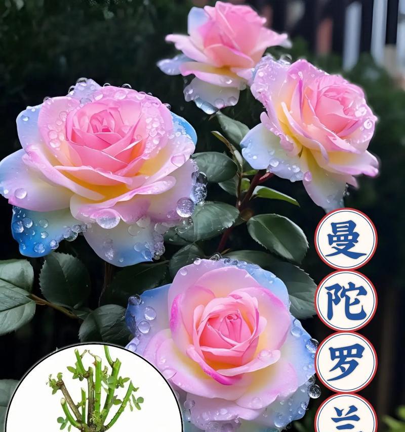 带给人希望的奇迹花语是什么？哪种花象征着希望？