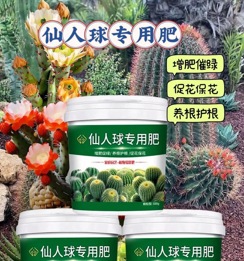 石头仙人球盆栽的养护要点是什么？