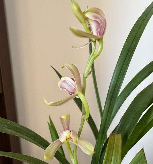 春兰花梅瓣的花语是什么？春兰花梅瓣象征着什么？