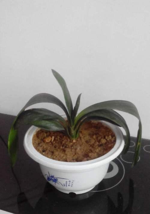 君子兰不开花不扎根的解决方法有哪些？