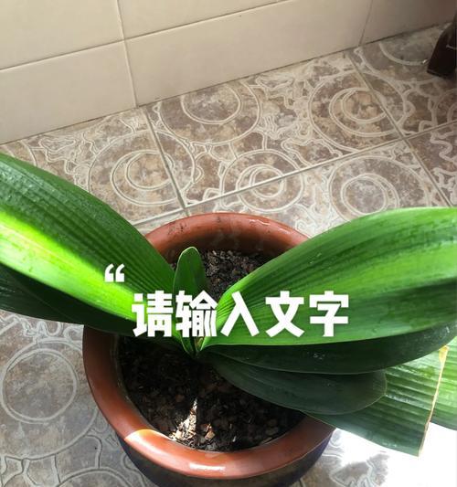 君子兰花苞变红的可能原因是什么？