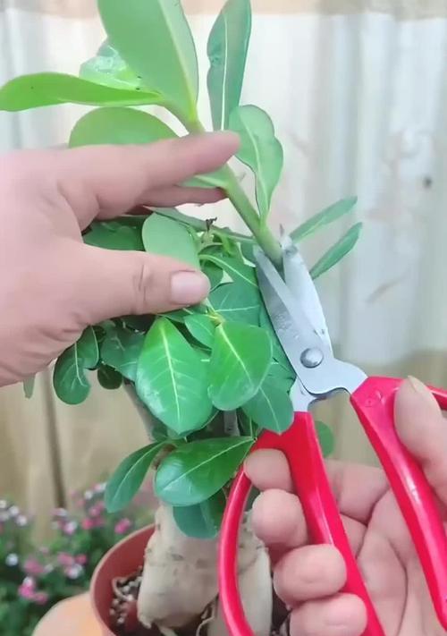 修剪后的玫瑰花如何重新种植？