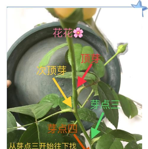 修剪后的玫瑰花如何重新种植？