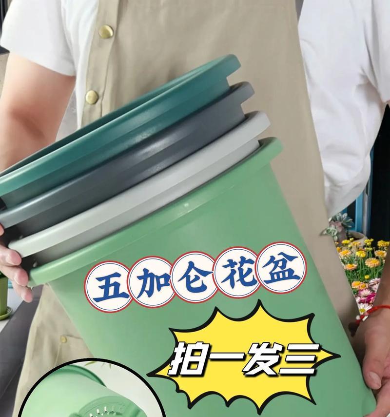 3加仑花盆种多少玫瑰花合适？如何确定花盆大小与植物数量？