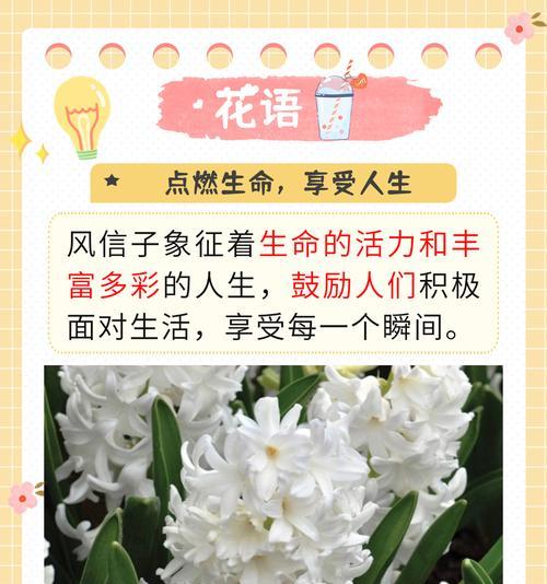 花语中“看不透”代表什么？花语的深层含义是什么？
