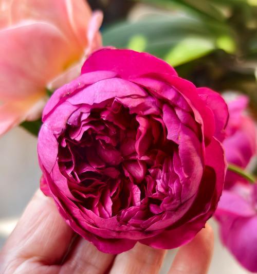 牡丹花瓣月季花如何养护？怎样才能促进开花？