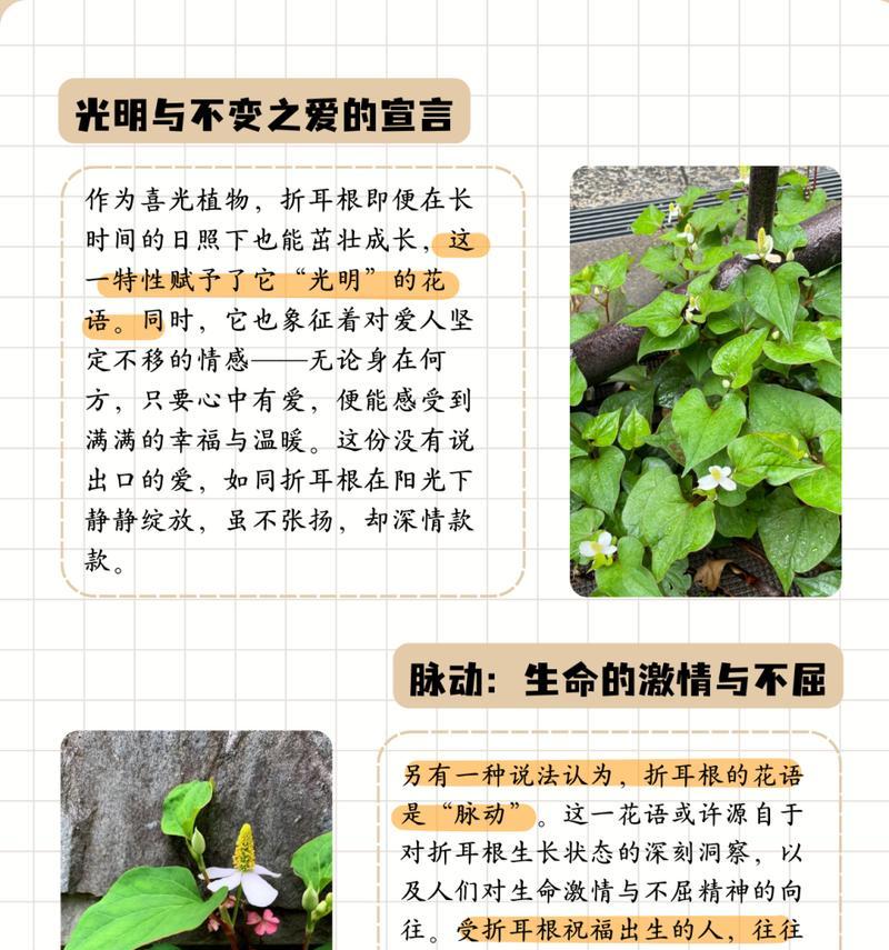 光明象征的花语有哪些？它们各自代表什么？