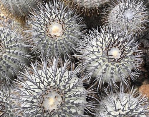 花茎很长的仙人球品种叫什么？如何识别和养护？