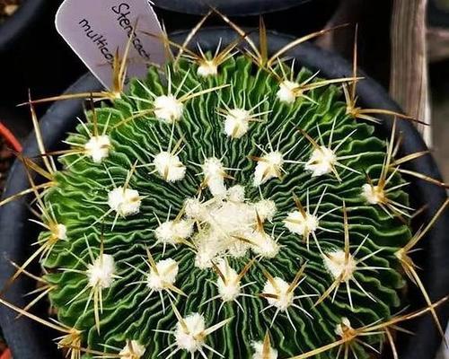 花茎很长的仙人球品种叫什么？如何识别和养护？